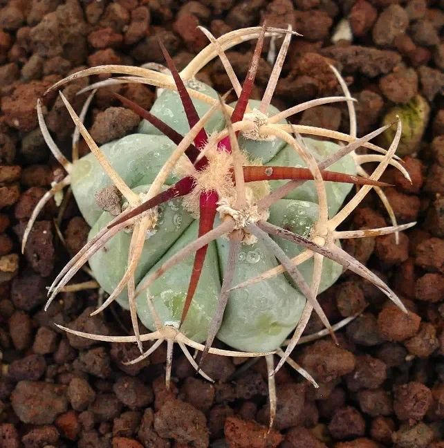 Echinocactus horizonthalonius 3km FROM SIERRA VIEJA, TEXAS - immagine 2