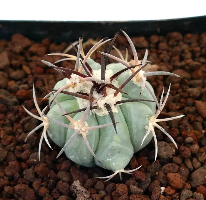 Echinocactus horizonthalonius (Boquillas del Carmen, Mexico)