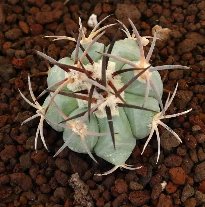 Echinocactus horizonthalonius (Boquillas del Carmen, Mexico) - immagine 3