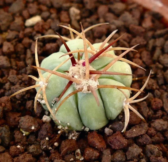 Echinocactus horizonthalonius (Campo Nuevo, Sierra de la Paila)