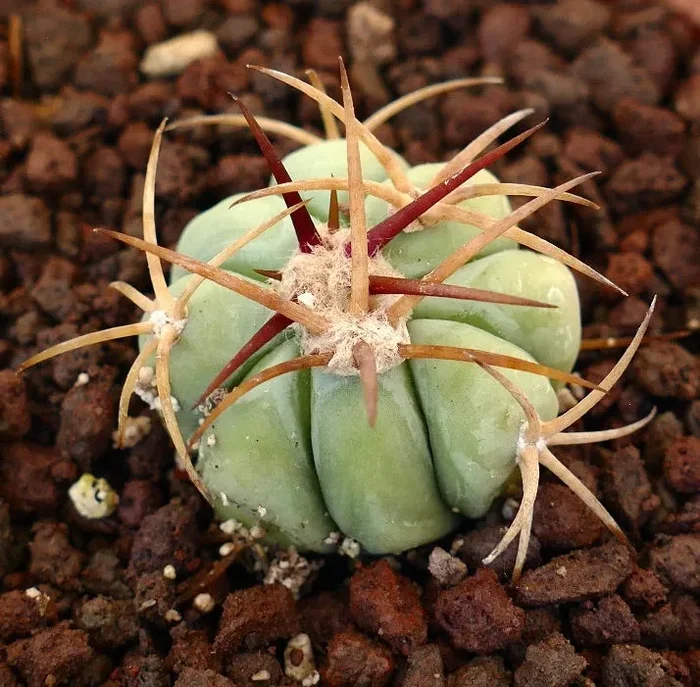Echinocactus horizonthalonius (Campo Nuevo, Sierra de la Paila) - immagine 2