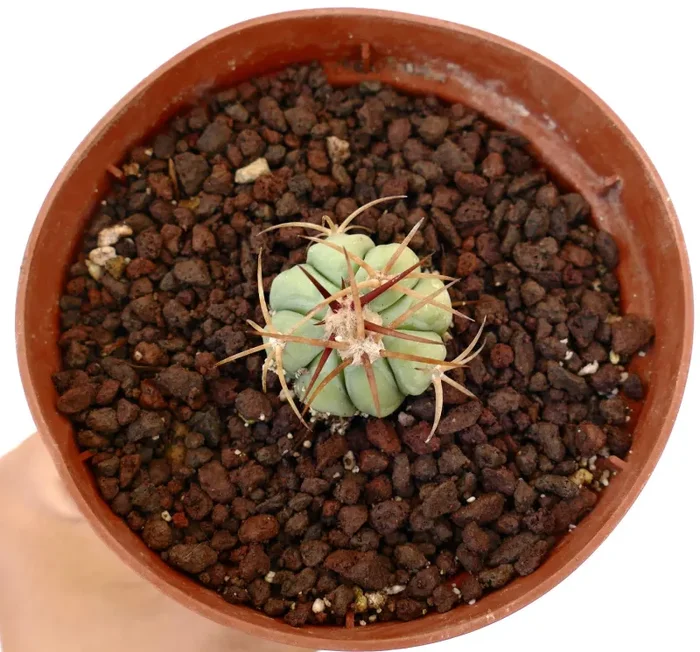 Echinocactus horizonthalonius (Campo Nuevo, Sierra de la Paila) - immagine 3