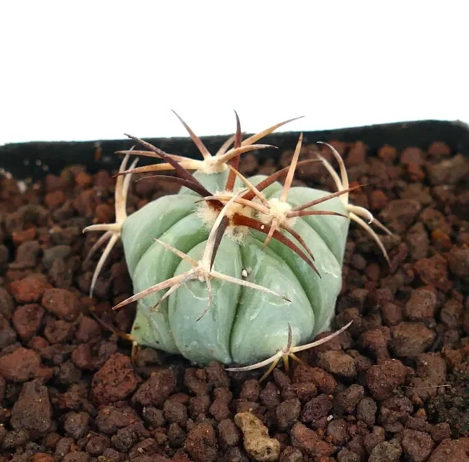 Echinocactus horizonthalonius (Marathon Basin, Texas)