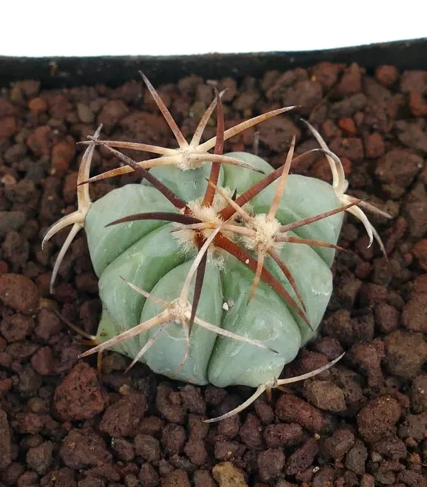 Echinocactus horizonthalonius (Marathon Basin, Texas) - immagine 2