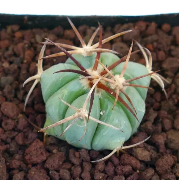 Echinocactus horizonthalonius (Marathon Basin, Texas) - immagine 3