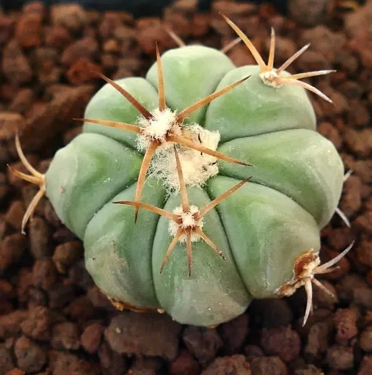 Echinocactus horizonthalonius MEDIUM SPINES Vendita calda online