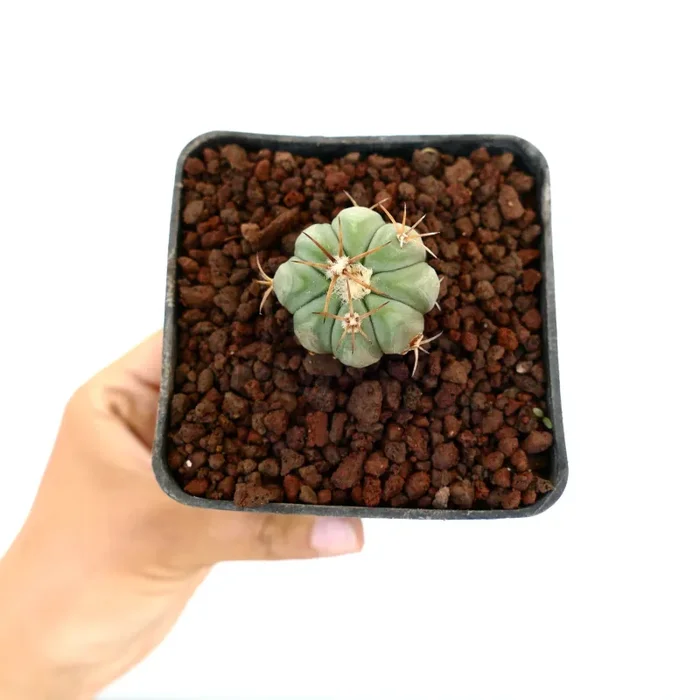 Echinocactus horizonthalonius MEDIUM SPINES Vendita calda online - immagine 2