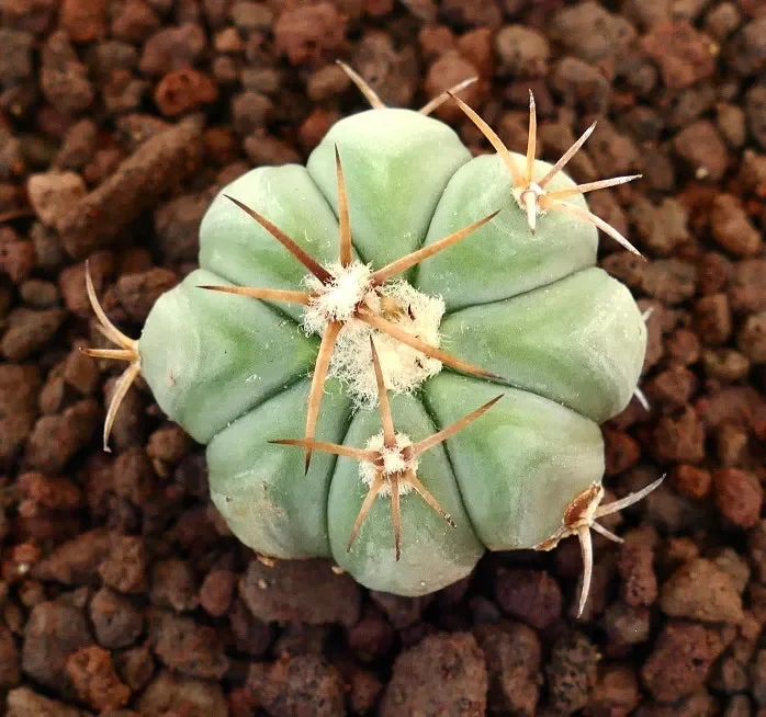 Echinocactus horizonthalonius MEDIUM SPINES Vendita calda online - immagine 3