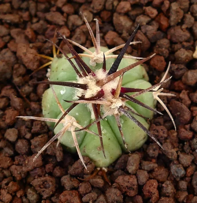 Echinocactus horizonthalonius (Sabinas Valley, Coahuila)