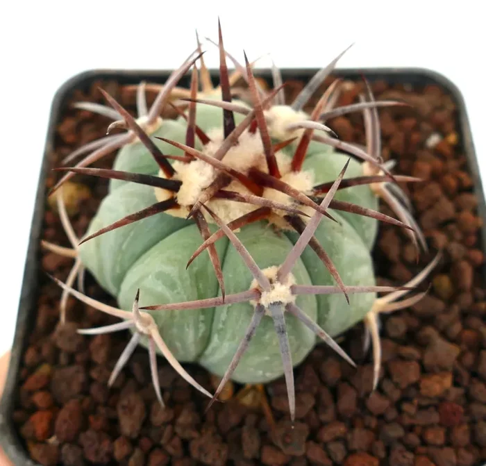 Echinocactus horizonthalonius var cohuila (Parras de la Fuente, Mexico)