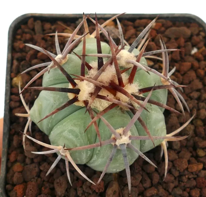 Echinocactus horizonthalonius var cohuila (Parras de la Fuente, Mexico) - immagine 2