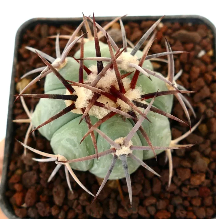 Echinocactus horizonthalonius var cohuila (Parras de la Fuente, Mexico) - immagine 3