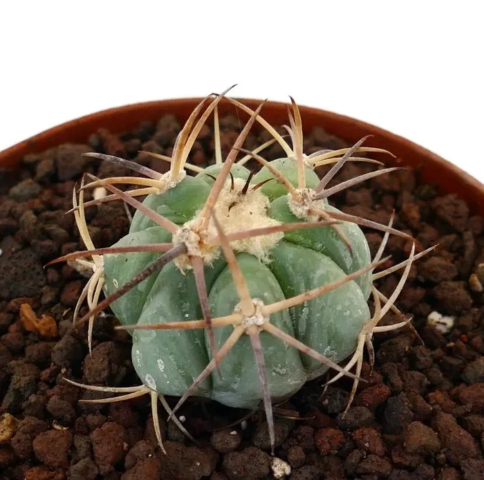 Echinocactus horizonthalonius var. nicholii (Múzquiz Outskirts) Sconti - immagine 2