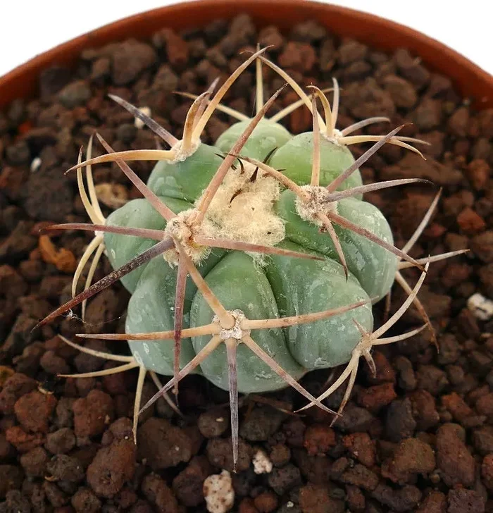 Echinocactus horizonthalonius var. nicholii (Múzquiz Outskirts) Sconti - immagine 3