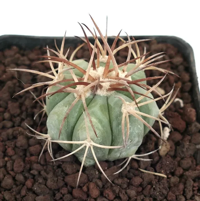 Echinocactus horizonthalonius var. nicholii (Saltillo, Mexico) - immagine 2