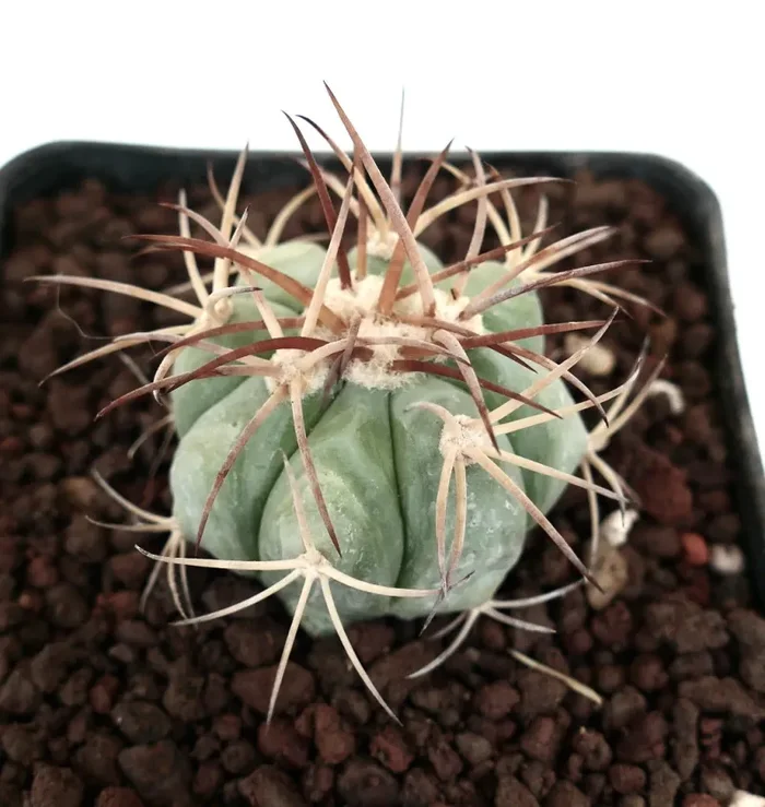 Echinocactus horizonthalonius var. nicholii (Saltillo, Mexico) - immagine 3