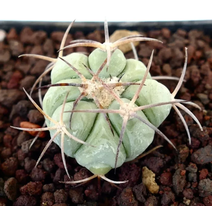 Echinocactus horizonthalonius var texas (Sierra Vieja, Texas, USA)
