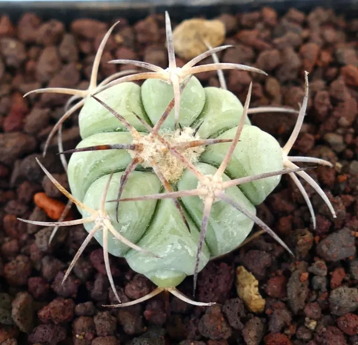 Echinocactus horizonthalonius var texas (Sierra Vieja, Texas, USA) - immagine 2