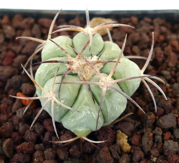 Echinocactus horizonthalonius var texas (Sierra Vieja, Texas, USA) - immagine 3