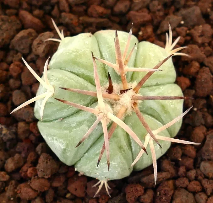 Echinocactus horizonthalonius var. texas (Sierra Vieja, USA)