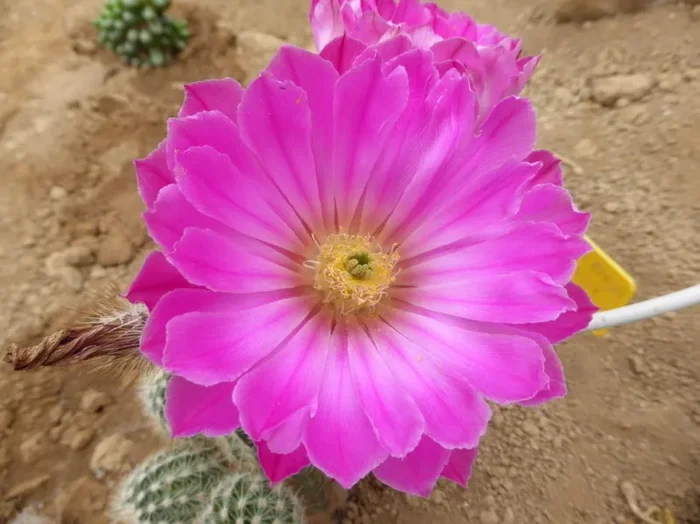 Echinocereus floresii CL_28N SEEDS Moda