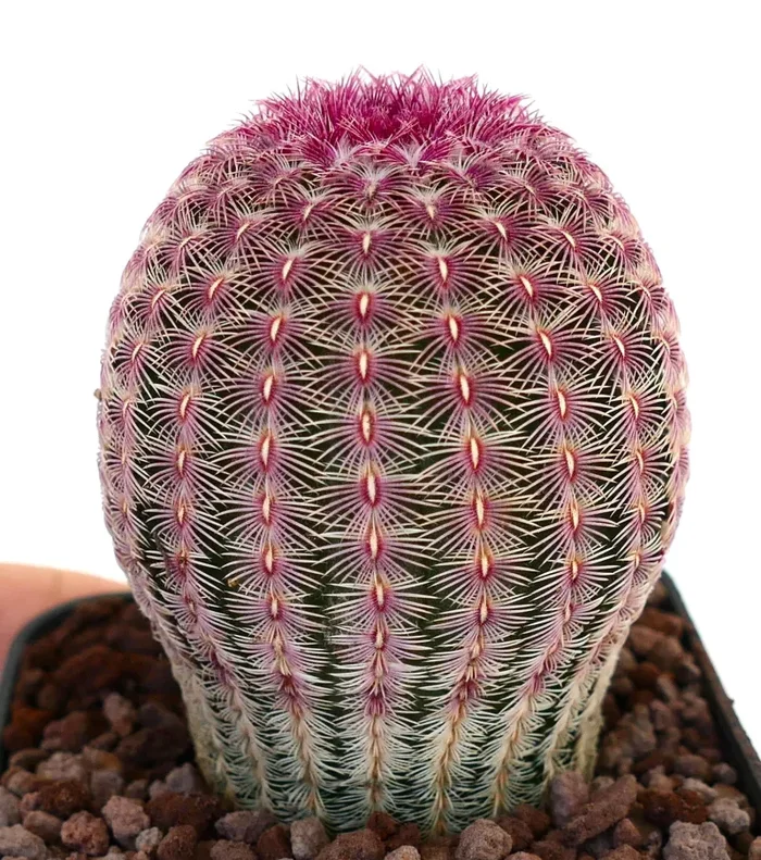 Echinocereus rigidissimus subs. rubispinus 6cm - immagine 3