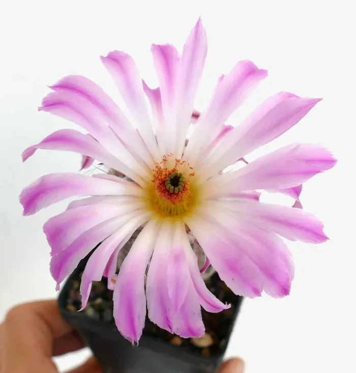Echinocereus rigidissimus subs. rubispinus (white light pink flowers) SEEDS Online ora