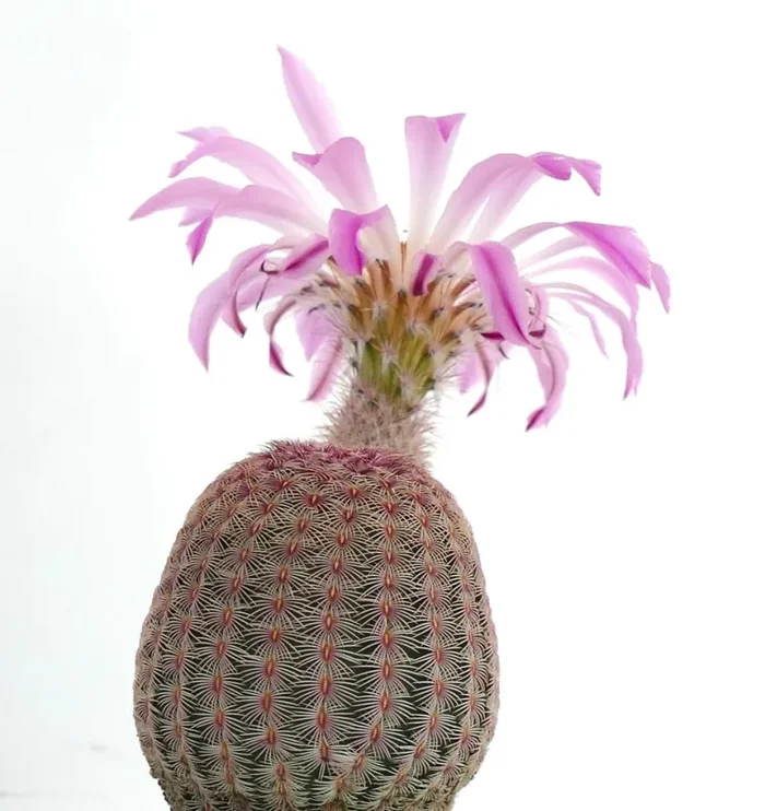 Echinocereus rigidissimus subs. rubispinus (white light pink flowers) SEEDS Online ora - immagine 2