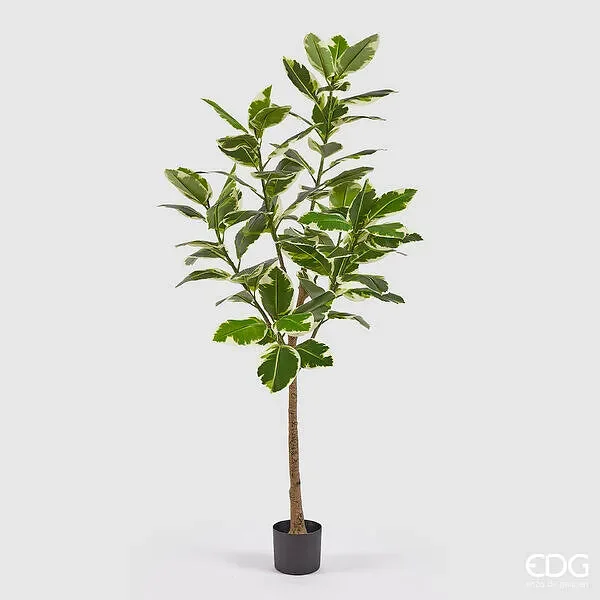 EDG Enzo De Gasperi Albero della Gomma con Vaso H 180 Cm Colore Verde