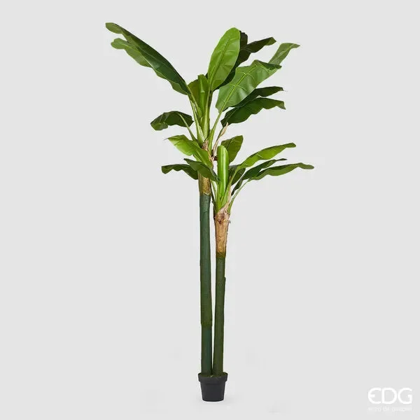 EDG Enzo De Gasperi Banano Chic C/Vaso H244 (26fg) B5 Green Vendita calda online