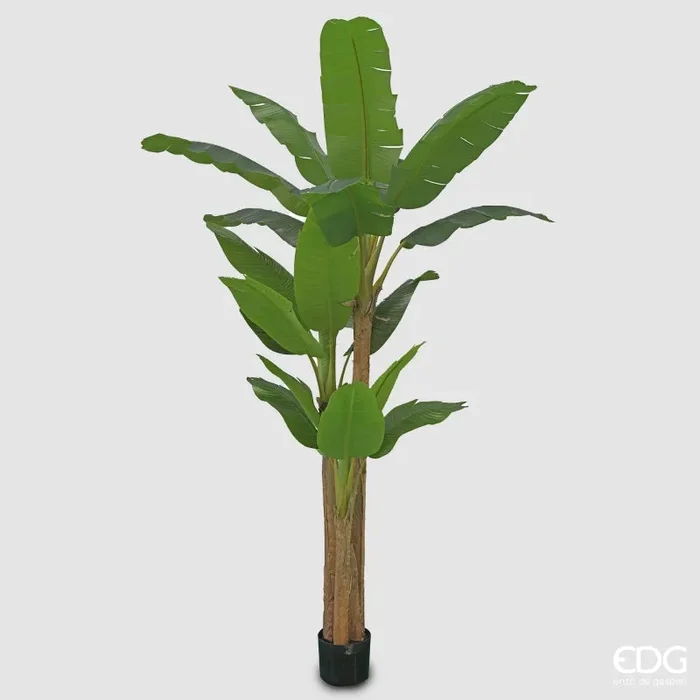 EDG Enzo De Gasperi Banano con Vaso H 280 Green Verde