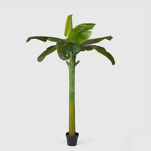 EDG Enzo De Gasperi Banano Pianta C/Vaso H185 (8fg) C1 Green Online