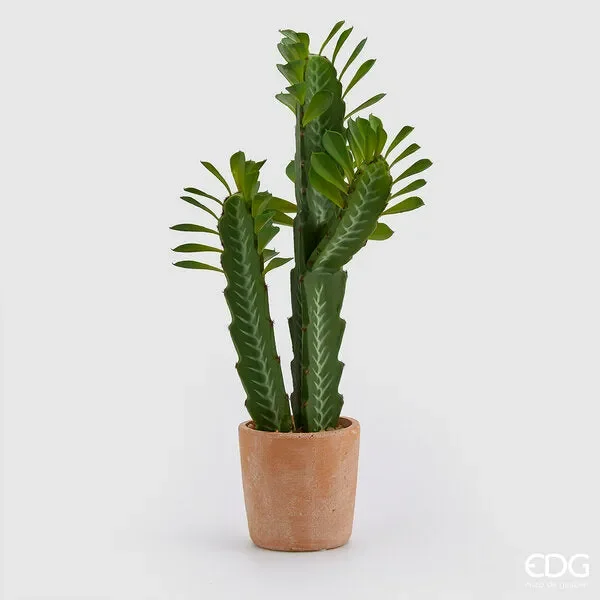 EDG Enzo De Gasperi Cactus Mix C/Vasocotto H60 (Succ) B9 White Green