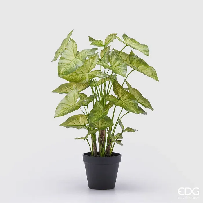 EDG Enzo De Gasperi Caladium con Vaso Artificiale H 47 Cm Green