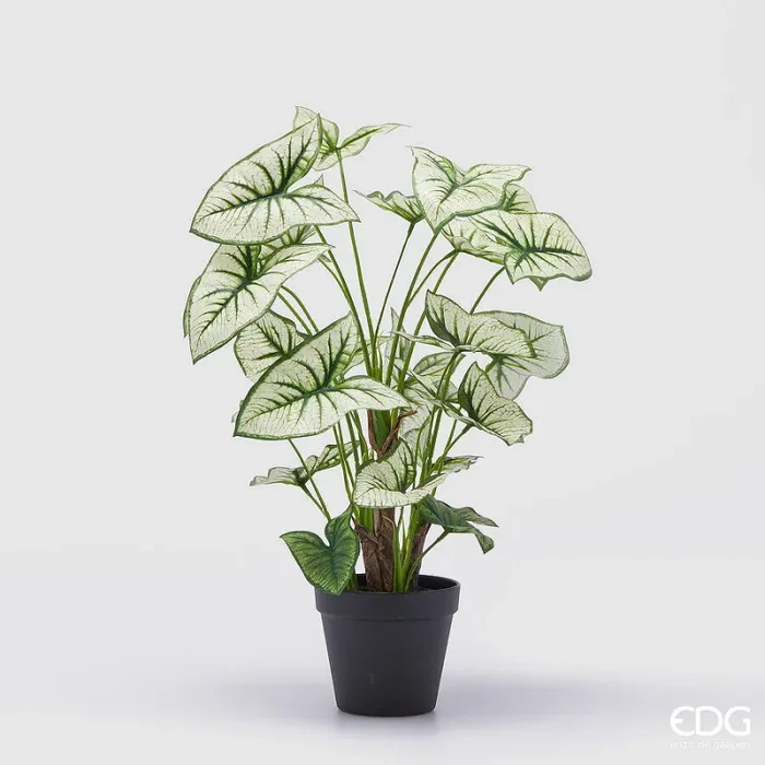 EDG Enzo De Gasperi Caladium Variegato con Vaso Artificiale H 47 Cm Green