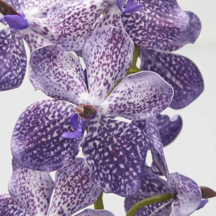 EDG Enzo De Gasperi Cespuglio Orchidea Vanda Artificiale con Foglio H 70 Cm Ass. Violet 1 Pz - immagine 2