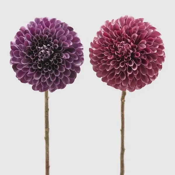 EDG Enzo De Gasperi Dalia Rex H 66 Cm Viola o Rosa Scuro 1 Pz