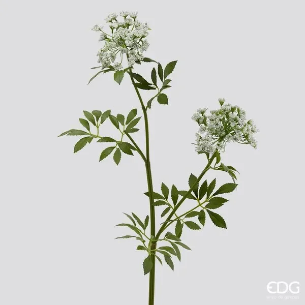 EDG Enzo De Gasperi Daucus Carota Duke H 81 Cm 2 Rami Bianco