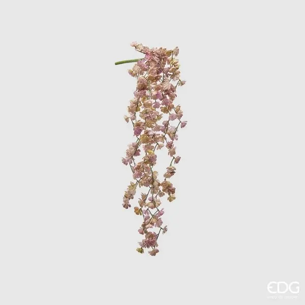 EDG Enzo De Gasperi Echeveria Olis Cespuglio Cad. H44 C2 Light Green Pink