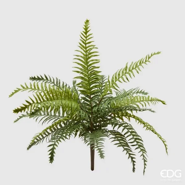 EDG Enzo De Gasperi Felce Olis Cespuglio H45 (23fg) C2 Green