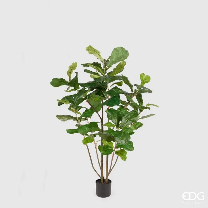 EDG Enzo De Gasperi Ficus Lyrata con Vaso H 122 Cm Green