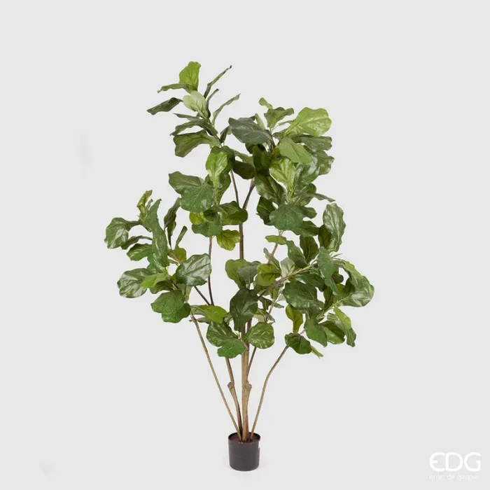 EDG Enzo De Gasperi Ficus Lyrata con Vaso H 152 Cm Green Fornitura
