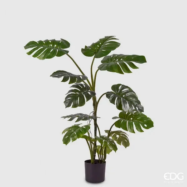 EDG Enzo De Gasperi Monstera Con Vaso H.130 C4 Green