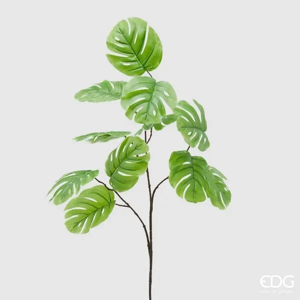 EDG Enzo De Gasperi Monstera Olis Ramo H85 (11fg) C2 Green