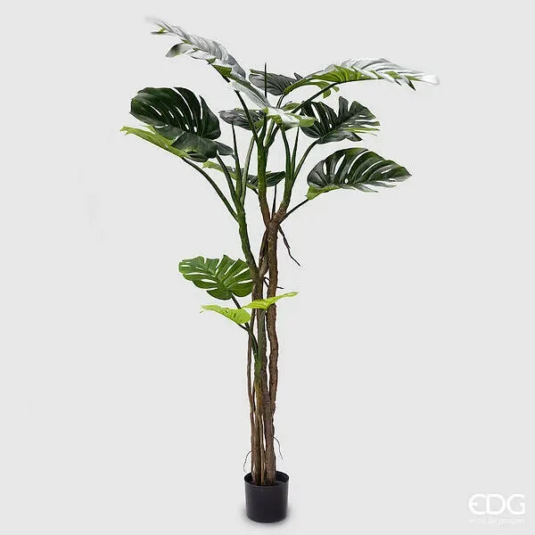 EDG Enzo De Gasperi Monstera Slim Con Vaso H.180 C4 Green