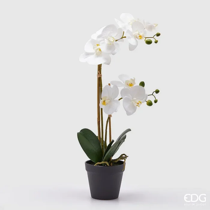 EDG Enzo De Gasperi Orchidea Phalaenopsis con Vaso Ramo x2 Artificiale H 58 Cm White