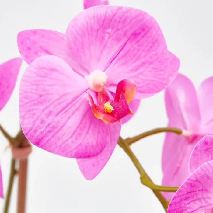EDG Enzo De Gasperi Orchidea Phalaenopsis Pianta x2 Artificiale con Vaso H 42 Cm Beauty - immagine 2