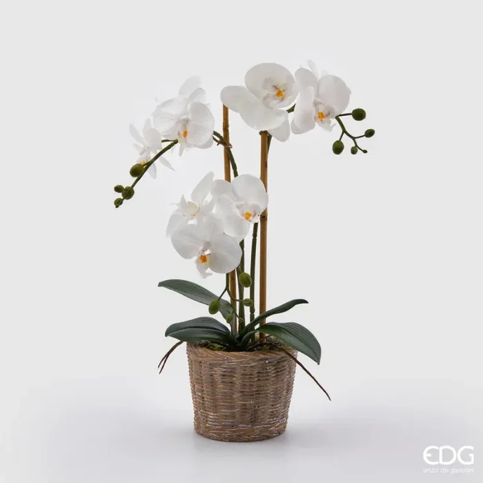 EDG Enzo De Gasperi Orchidea Phalaenopsis Pianta x3 Artificiale con Cesto H 48 Cm White