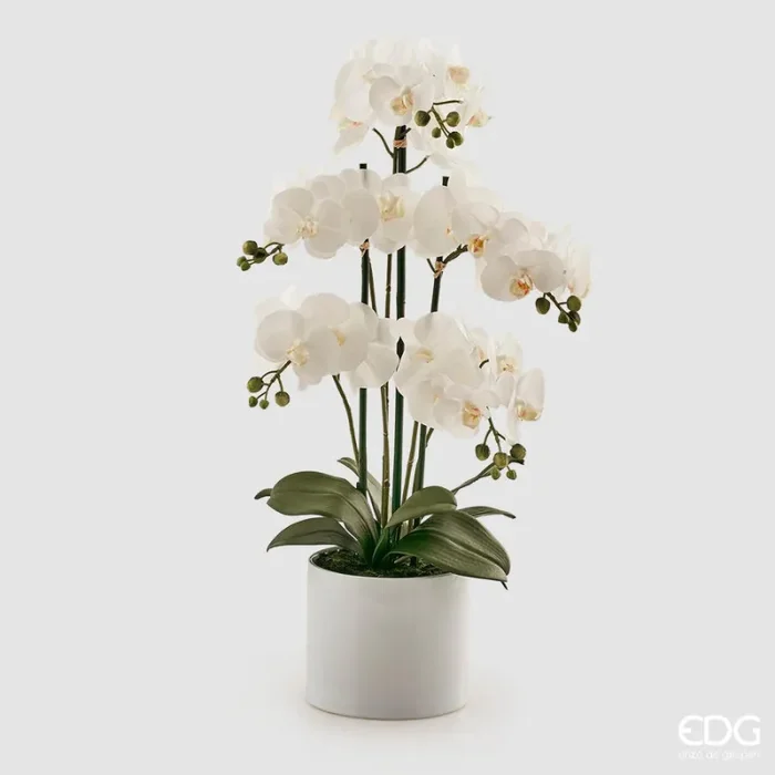 EDG Enzo De Gasperi Orchidea Phalaenopsis Pianta x5 con Vaso Artificiale H 65 Cm White Online