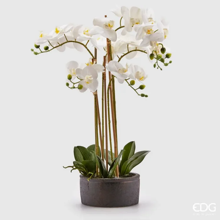 EDG Enzo De Gasperi Orchidea Phalaenopsis Real con Vaso Ramo x6 Artificiale H 72,5 Cm White